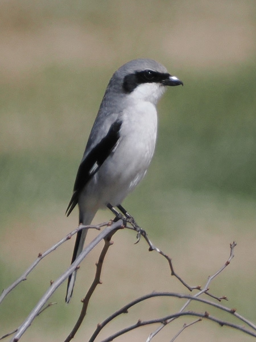 Loggerhead Shrike - ML617494231