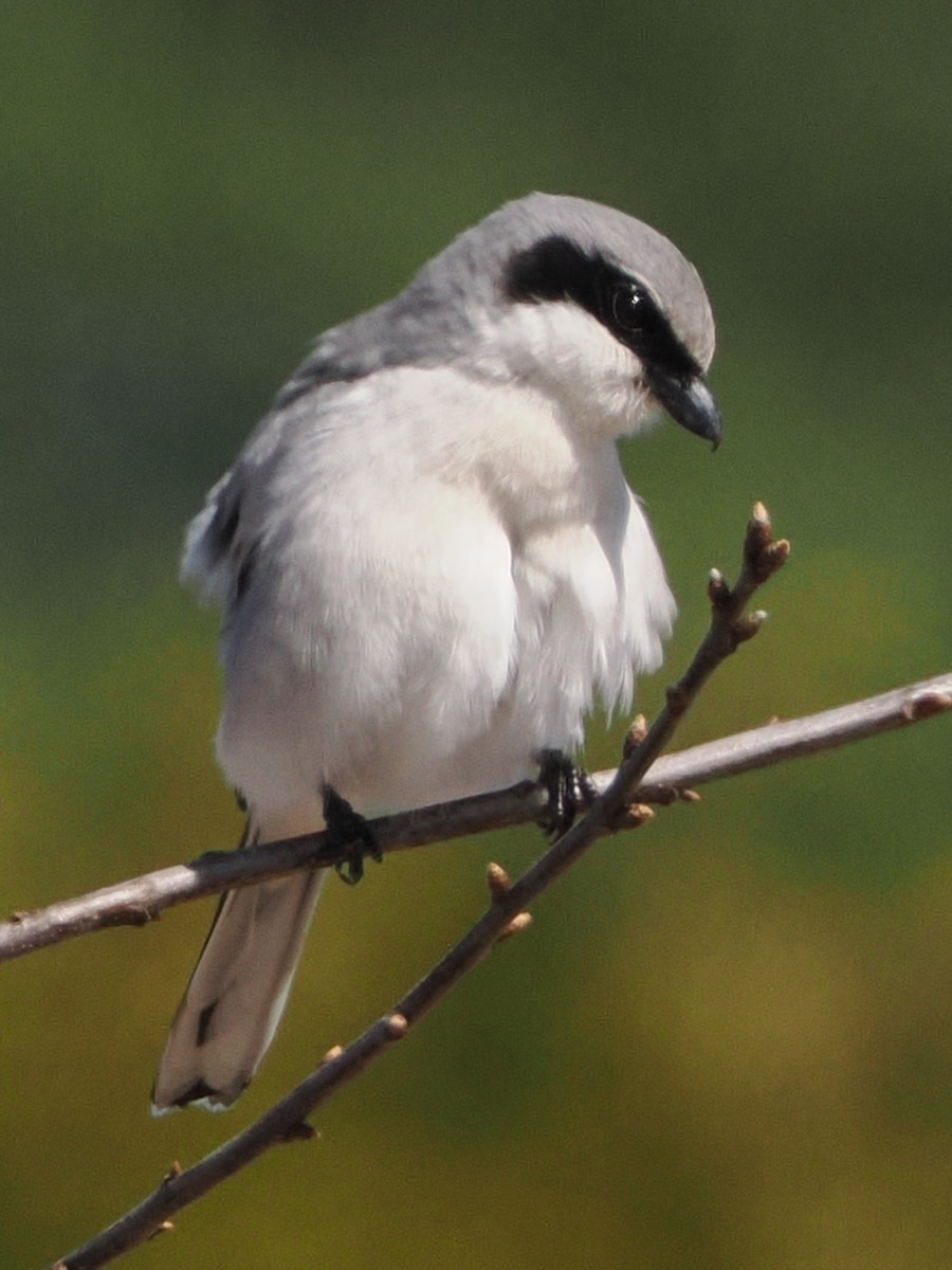 Loggerhead Shrike - Nora E Hanke