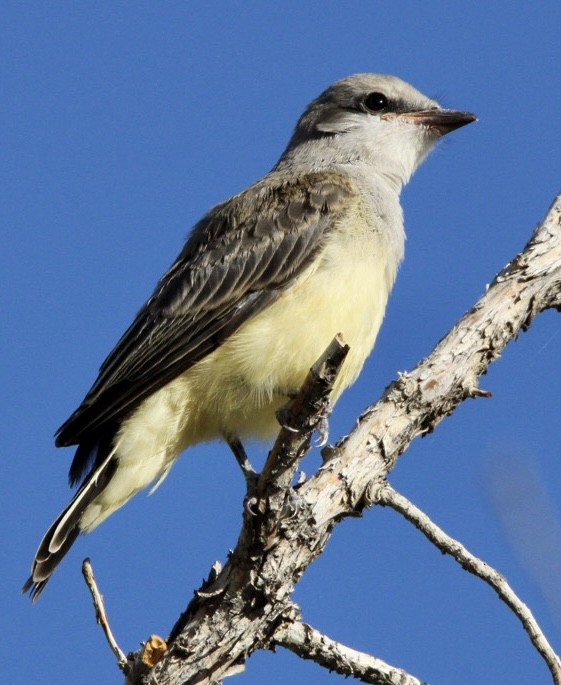 Western Kingbird - ML617494241