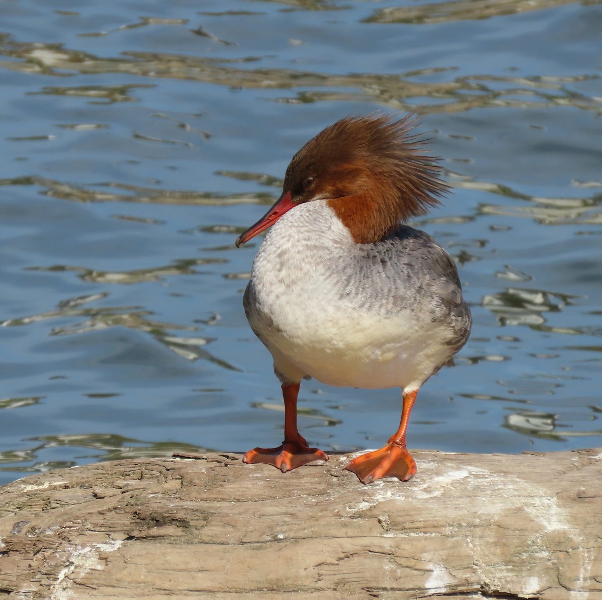 Common Merganser - ML617494252