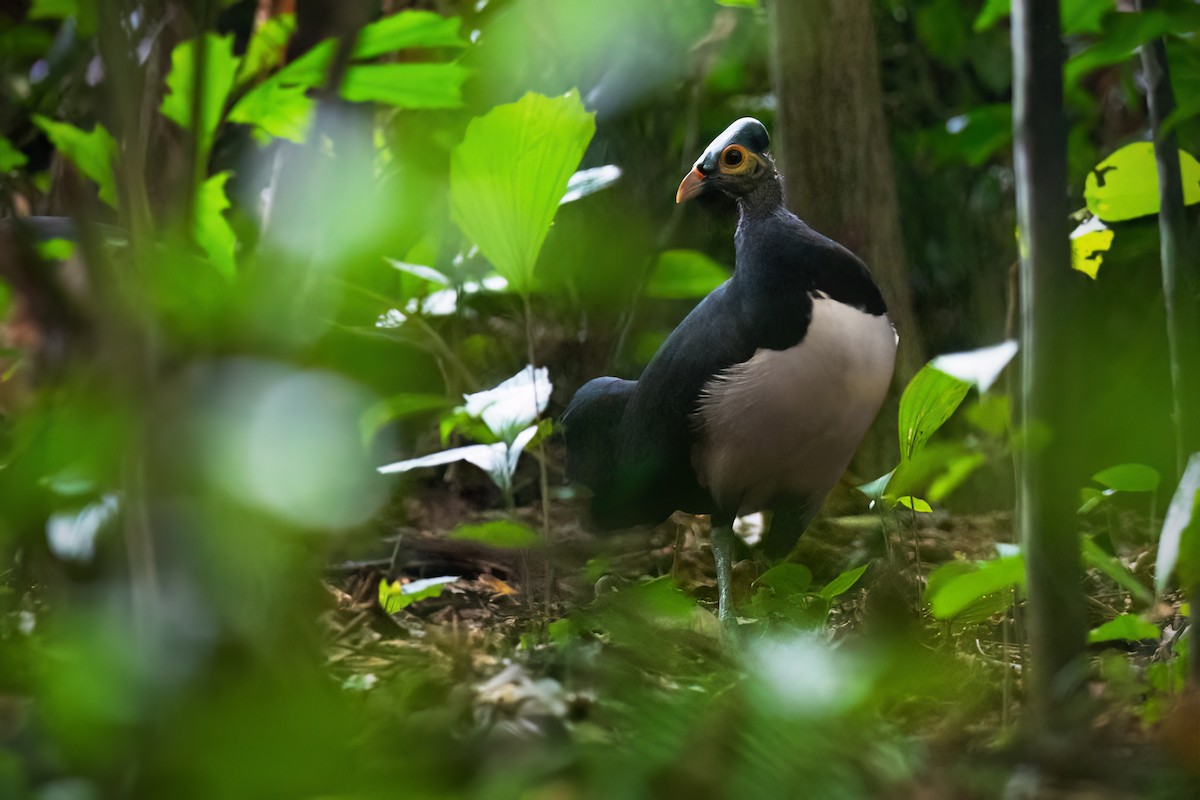 Talégalo Maleo - ML617494299