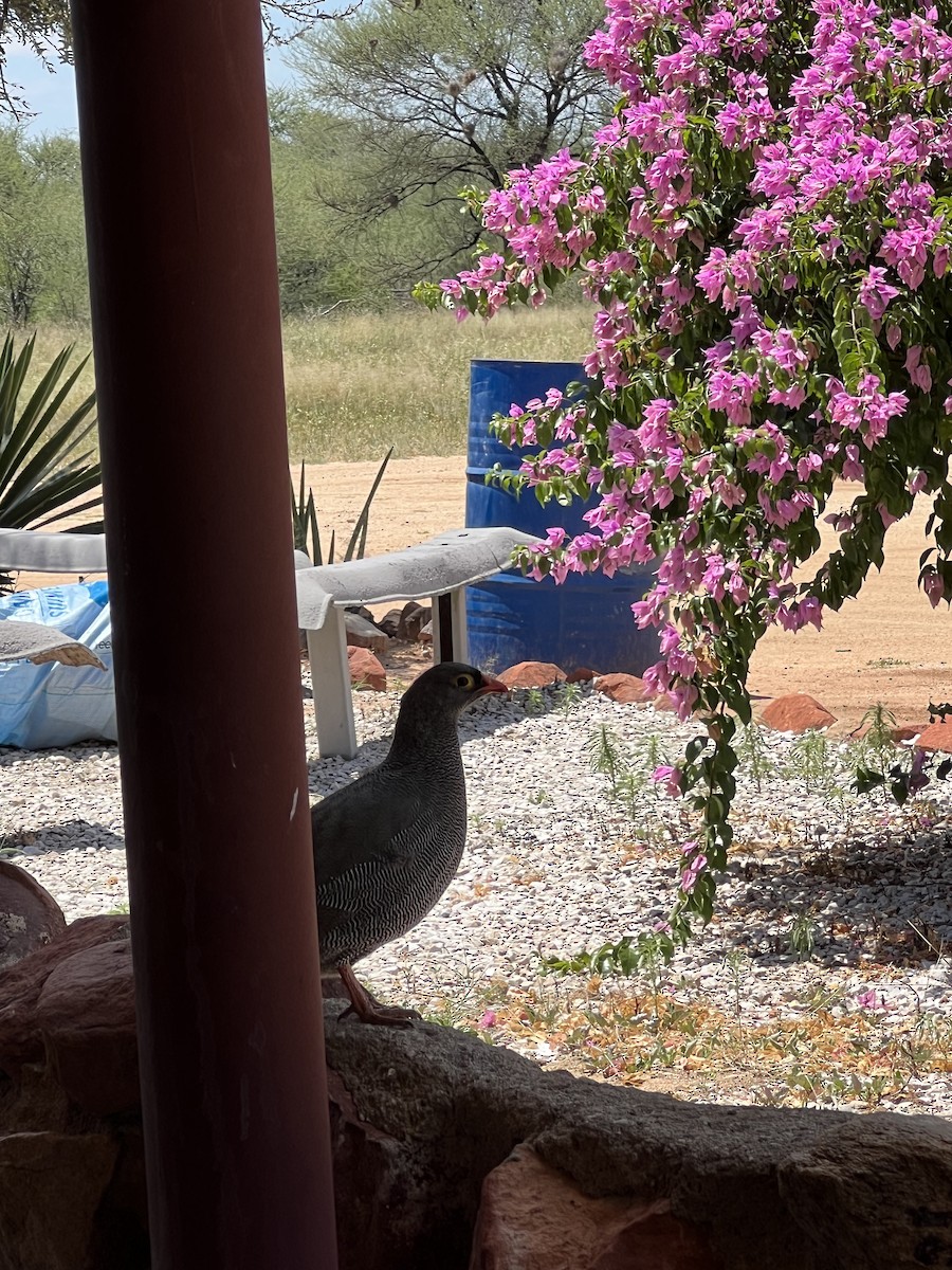 Red-billed Spurfowl - ML617494328