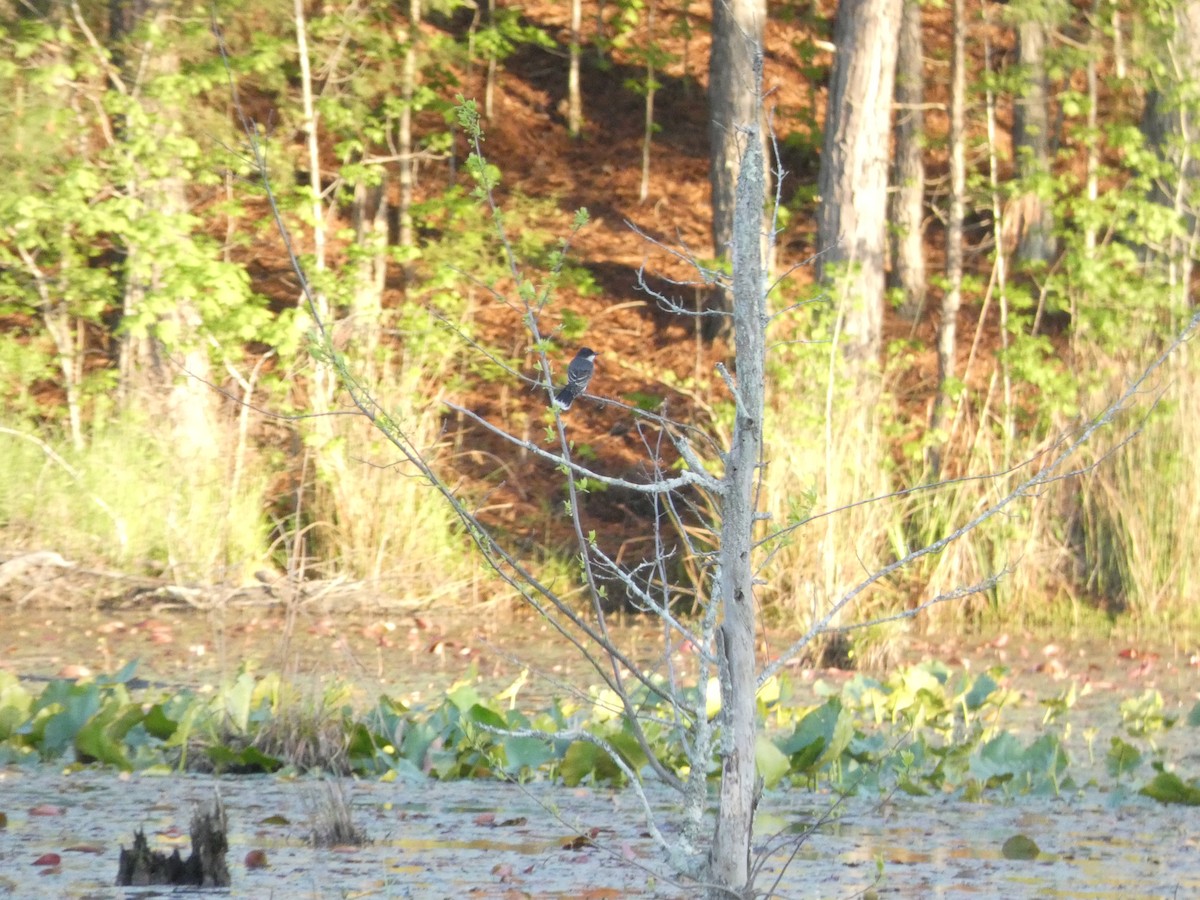 Eastern Kingbird - ML617494349