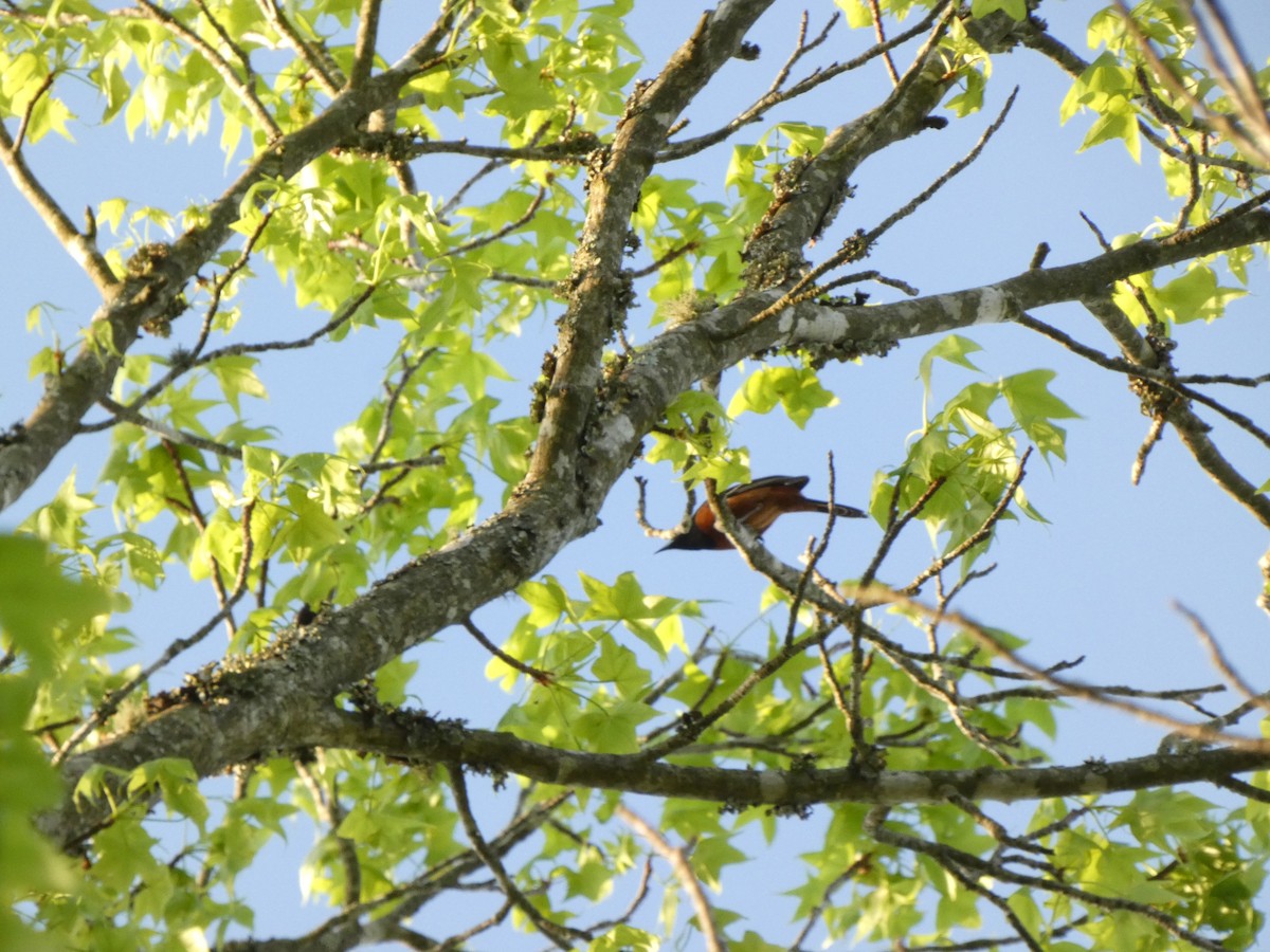 Orchard Oriole - ML617494355