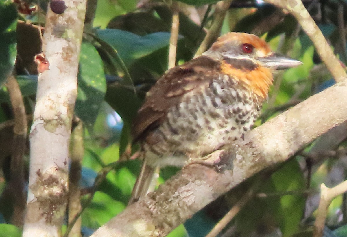 Spotted Puffbird - ML617494366