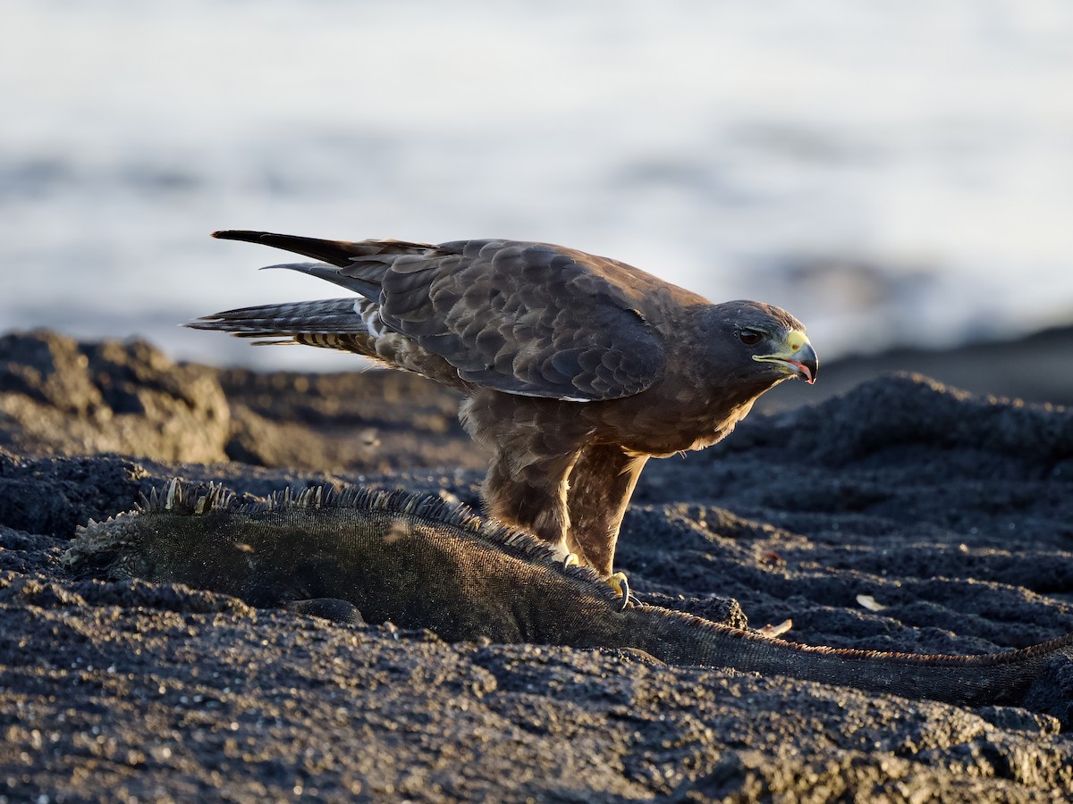 Galapagos Hawk - ML617494374