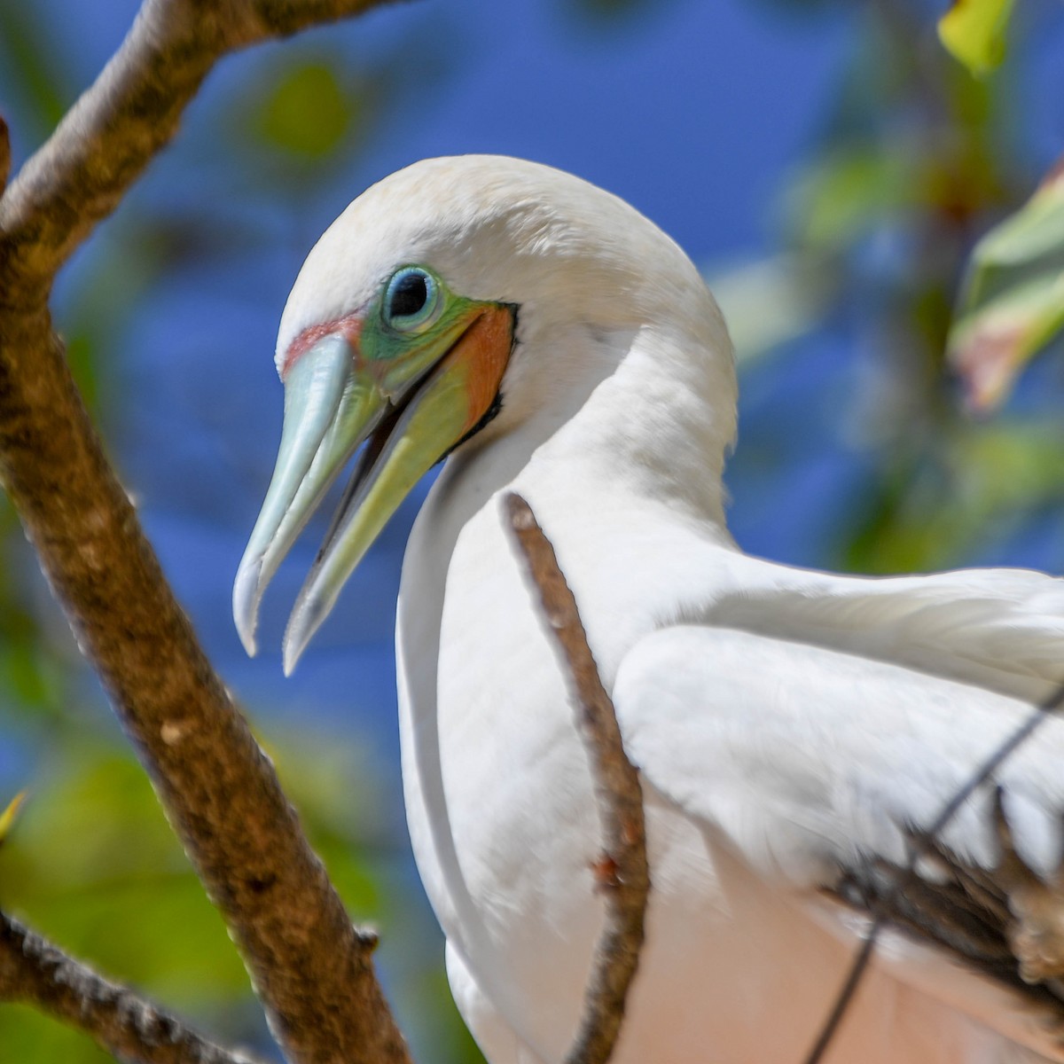 Red-footed Booby - Fernando Paludo
