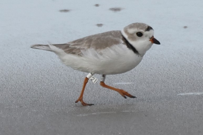 Piping Plover - Kathy Richardson