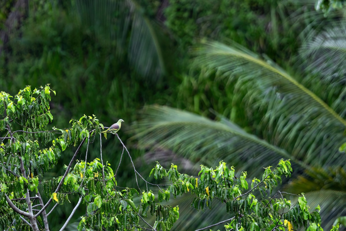 Gray-cheeked Green-Pigeon - ML617494384