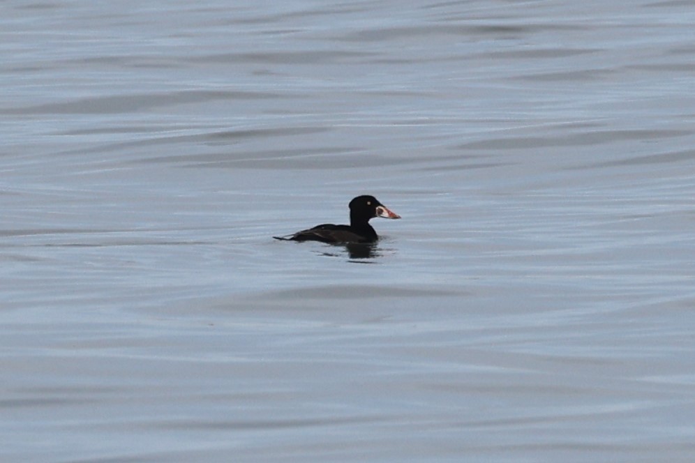 Surf Scoter - ML617494391