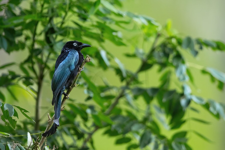 Hair-crested Drongo (White-eyed) - eBird