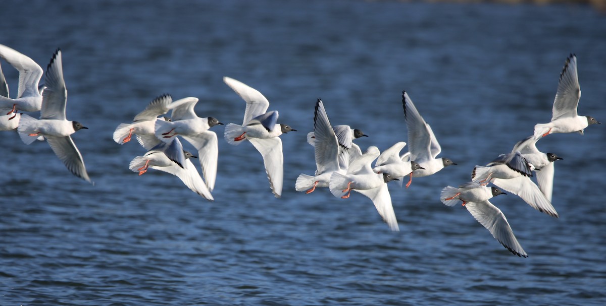 Bonaparte's Gull - ML617494441