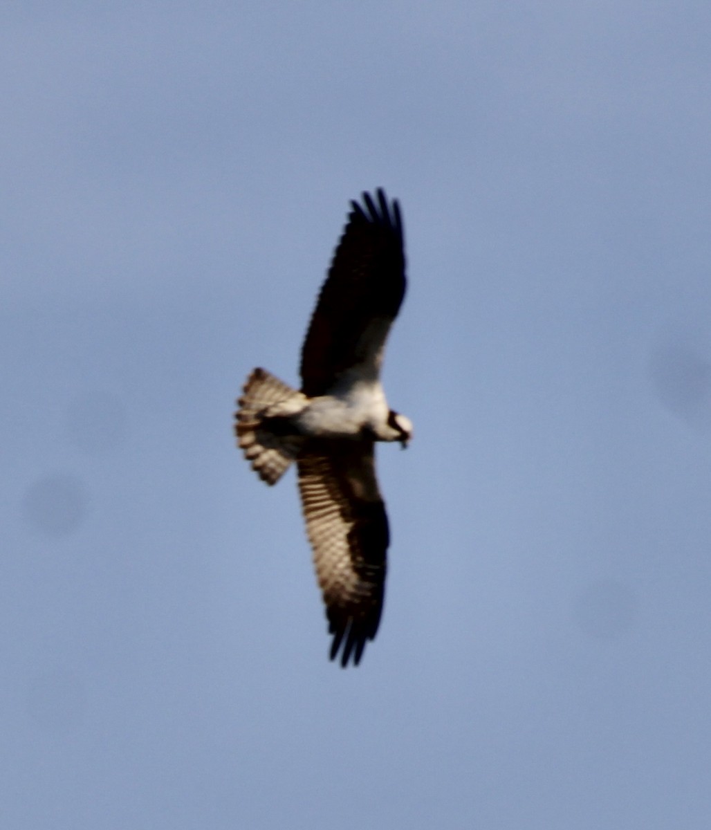 Águila Pescadora - ML617494459