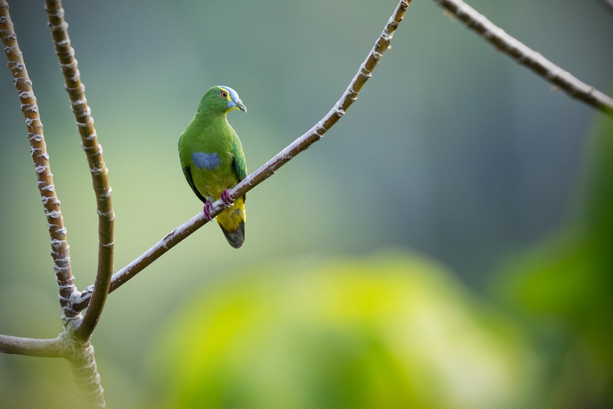 Blue-capped Fruit-Dove - ML617494496