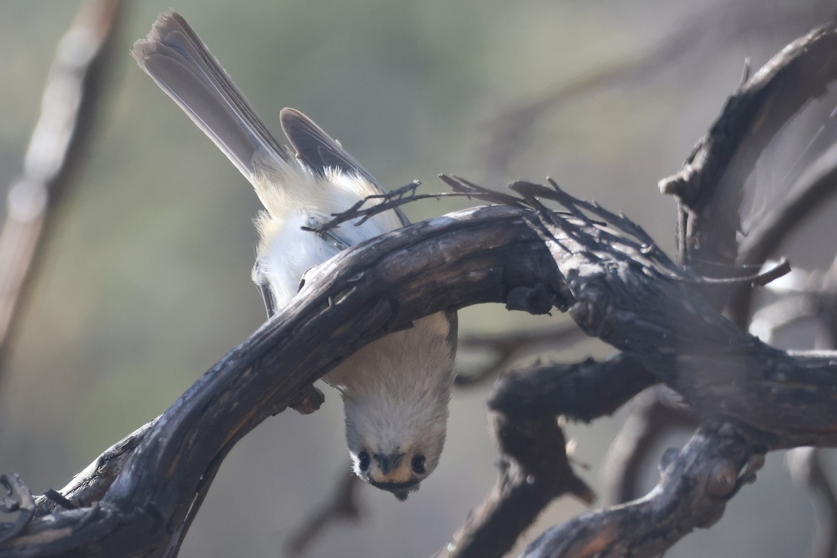 Black-crested Titmouse - ML617494497