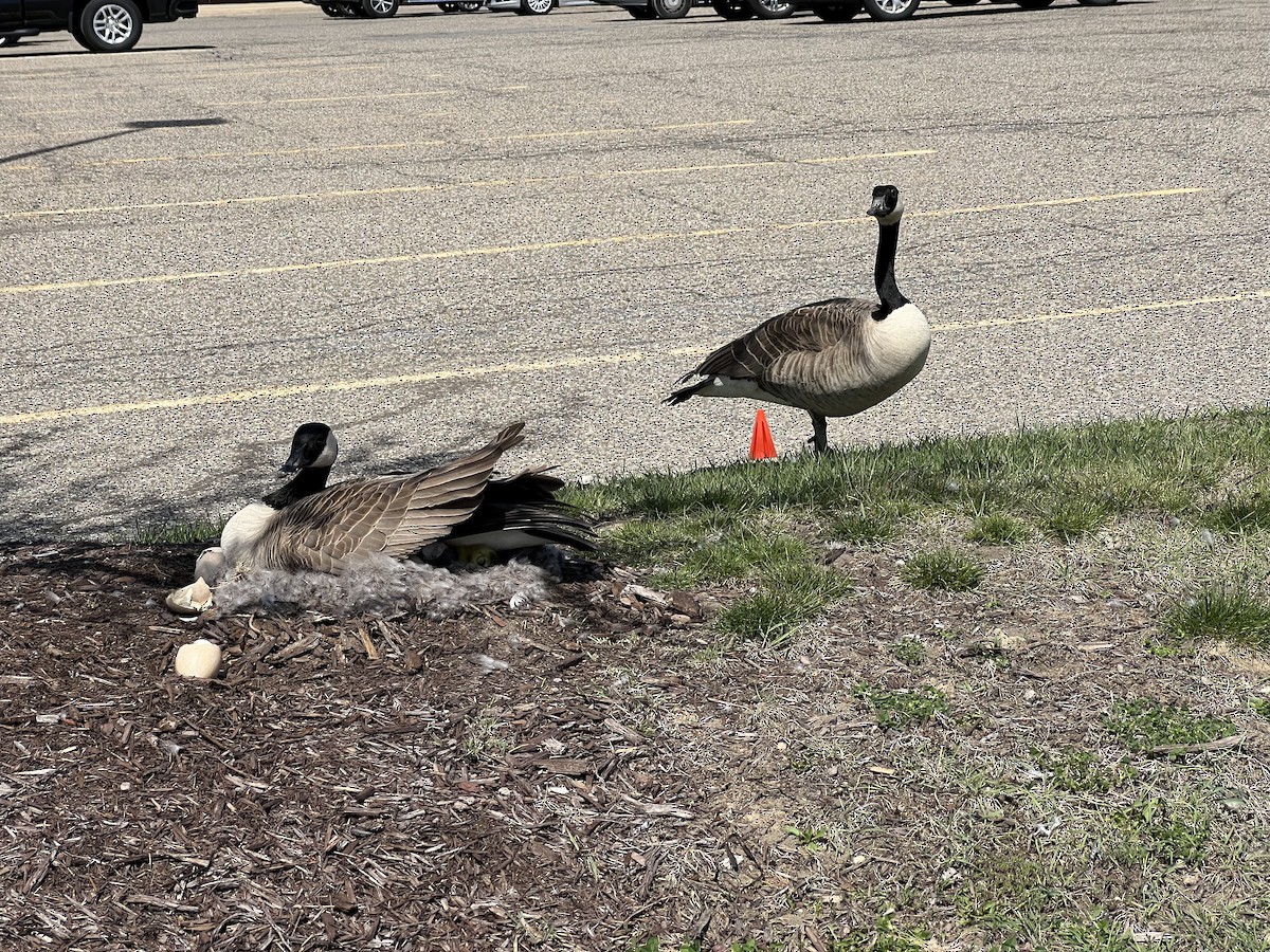 Canada Goose - ML617494500