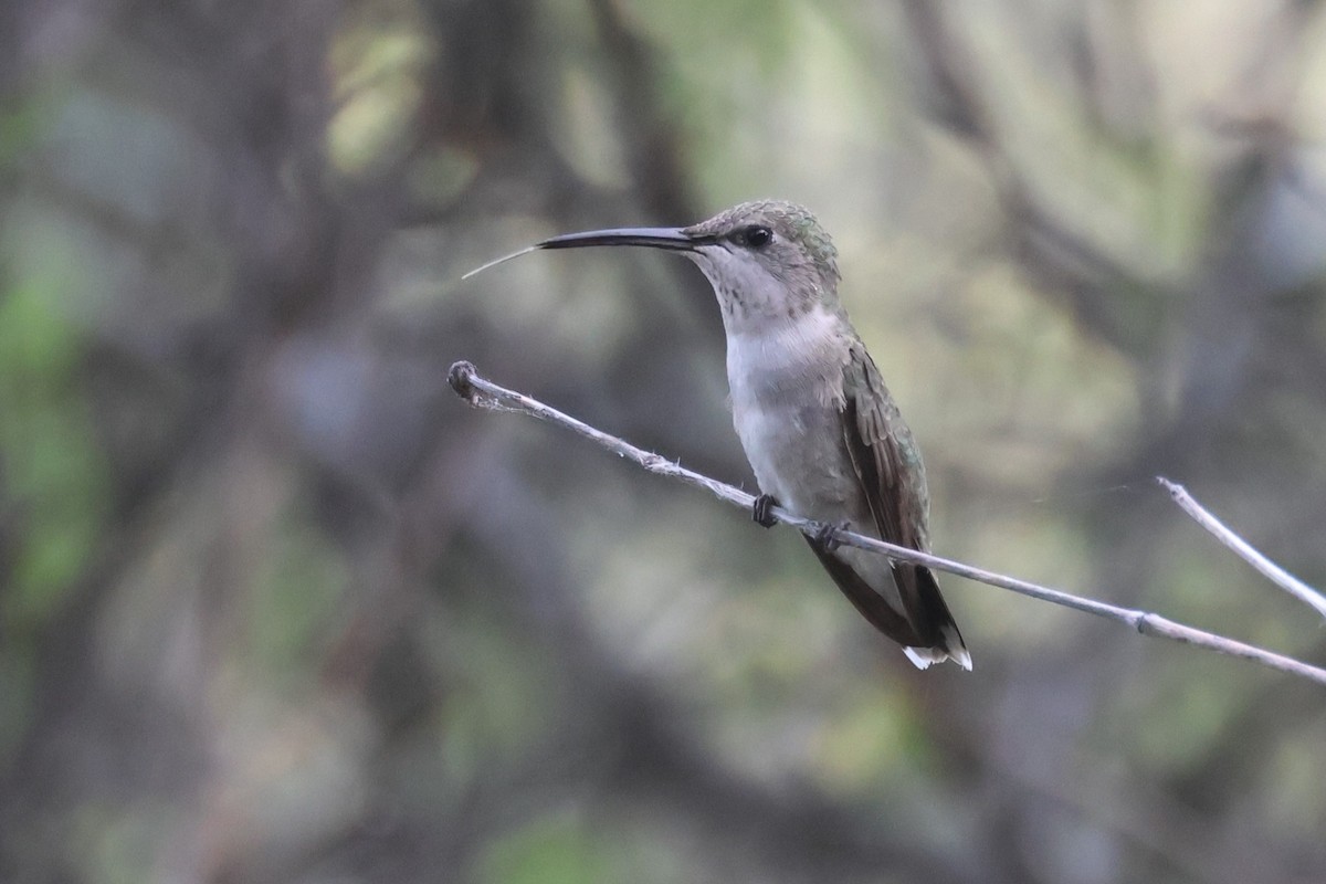 Colibri à gorge noire - ML617494531