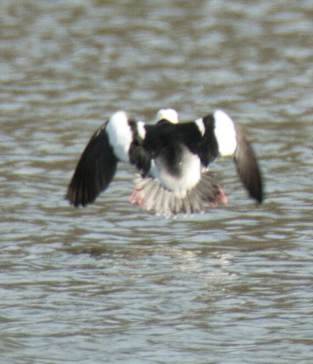 Bufflehead - ML617494533