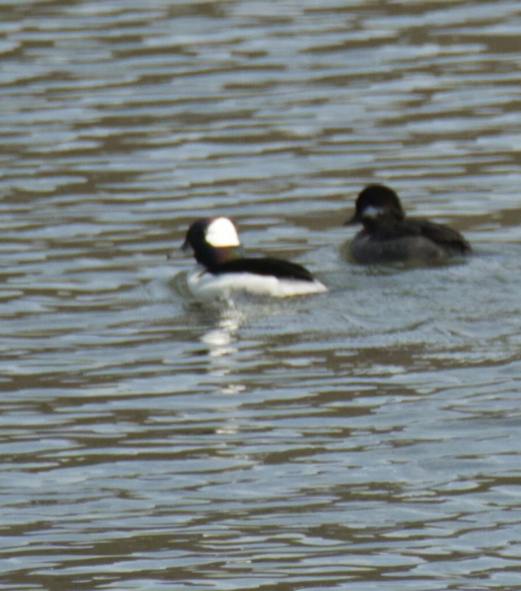 Bufflehead - ML617494538