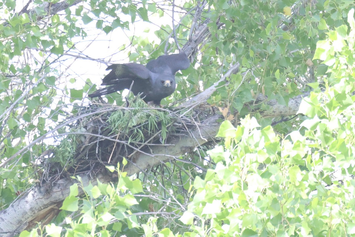 Zone-tailed Hawk - ML617494548