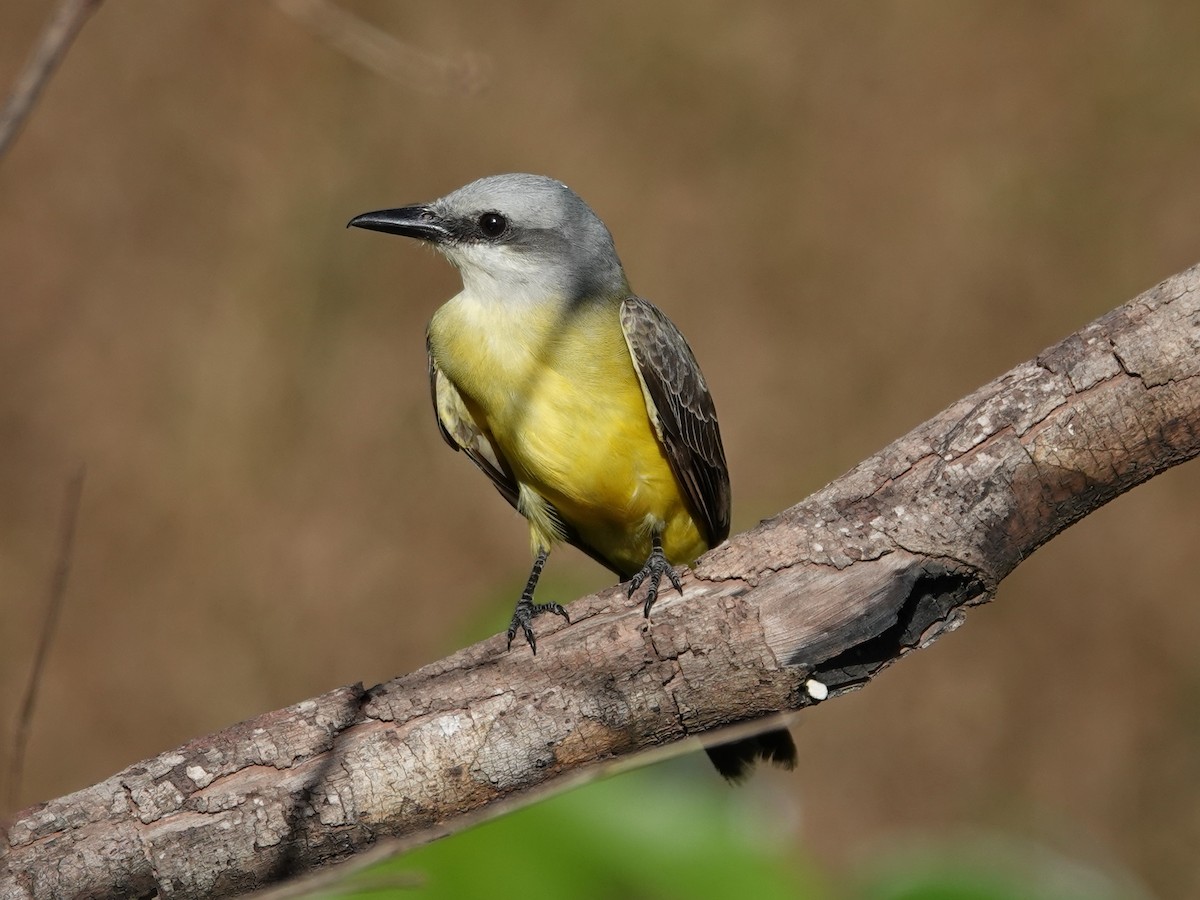 White-throated Kingbird - ML617494580