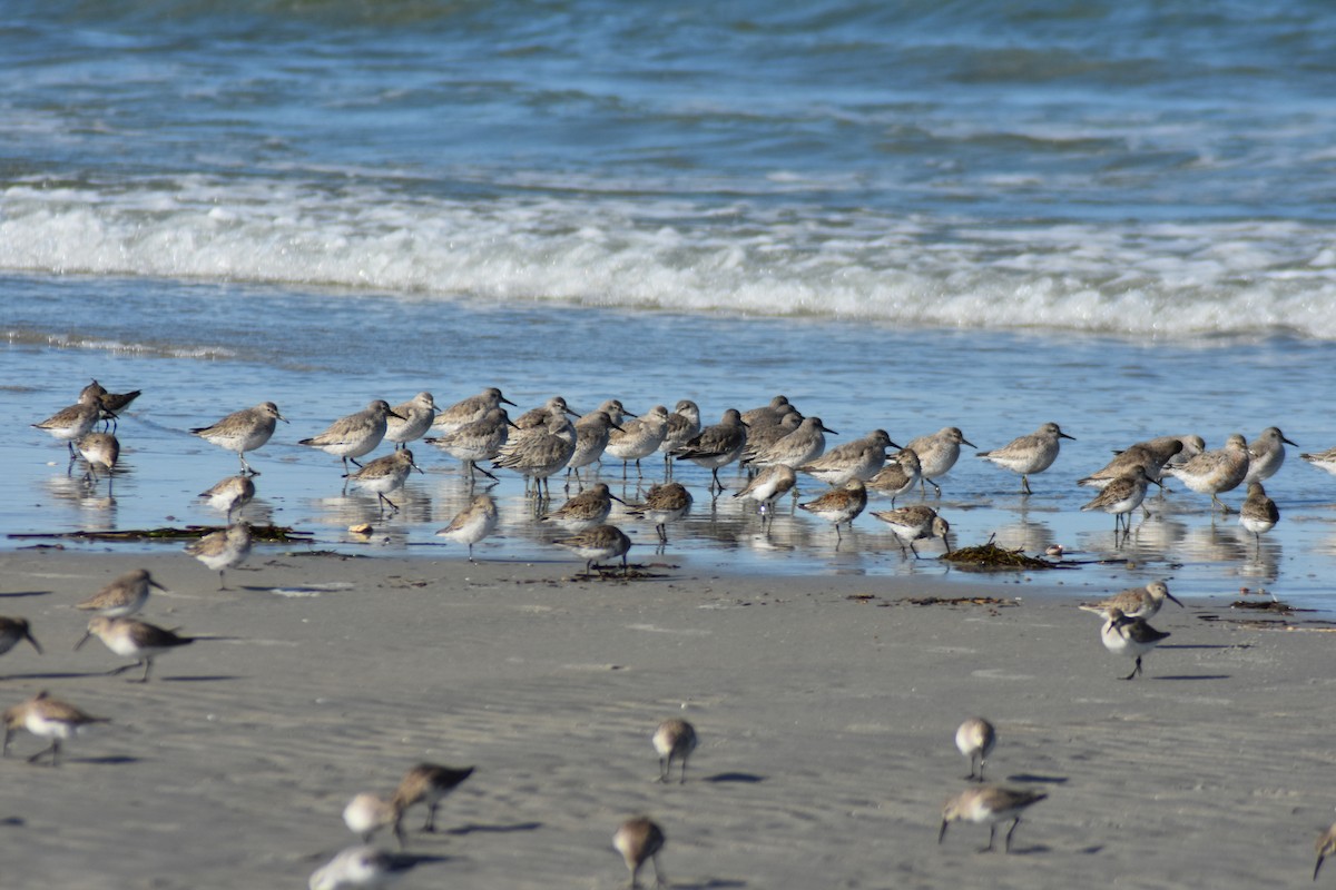 Dunlin - Robbie Dunn