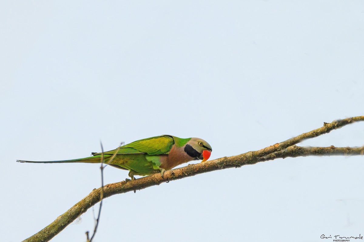 Red-breasted Parakeet - ML617494650