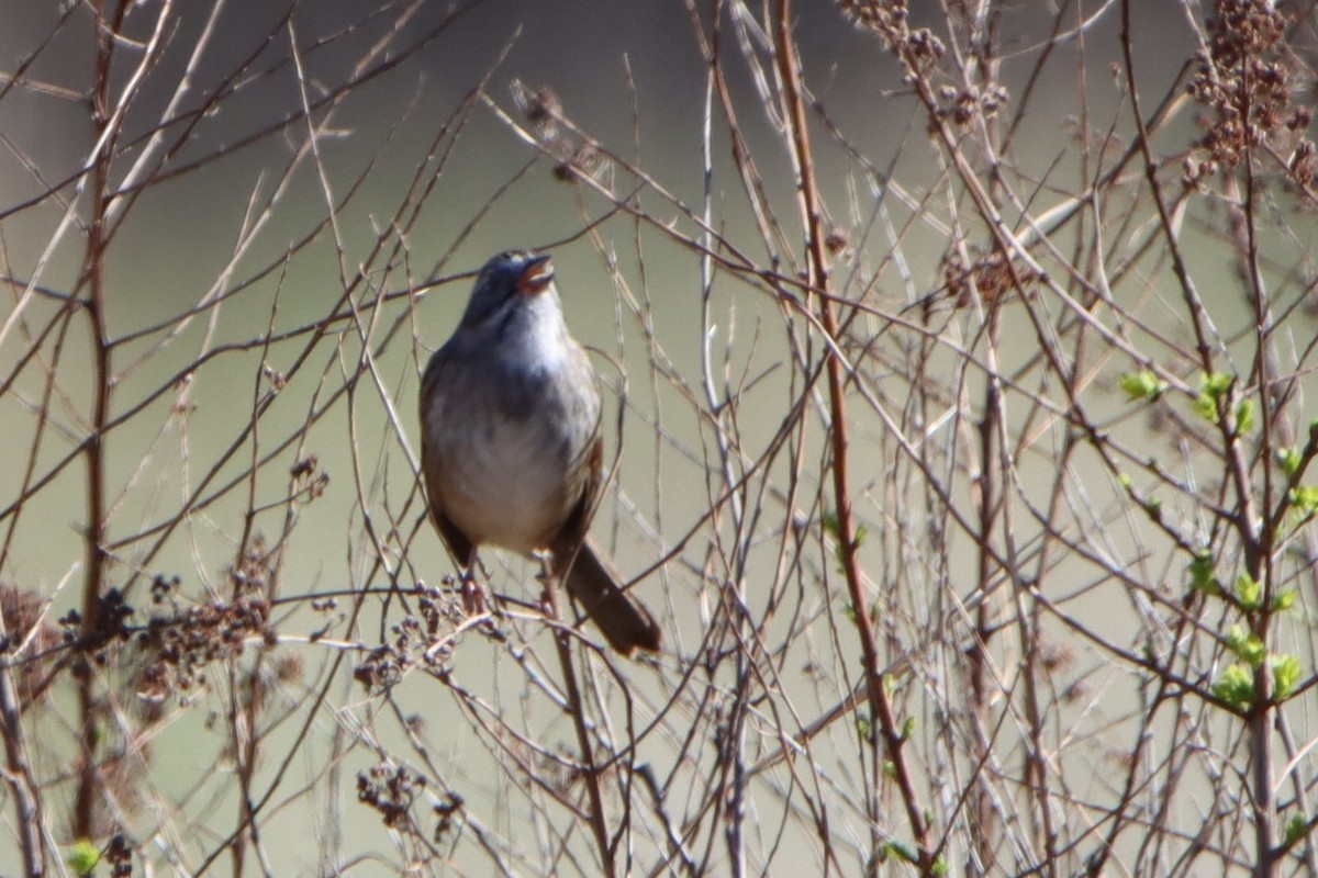 Swamp Sparrow - ML617494689