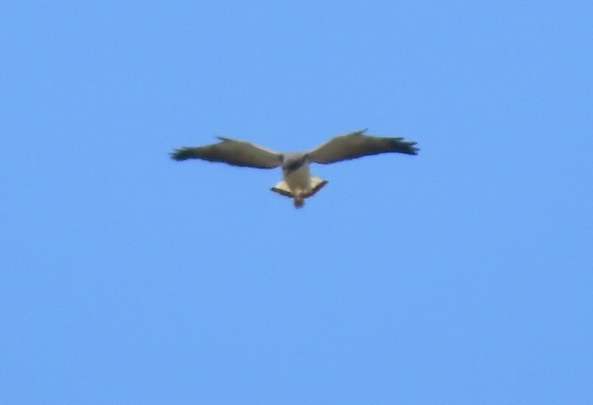 White-tailed Hawk - Rick Jacobsen