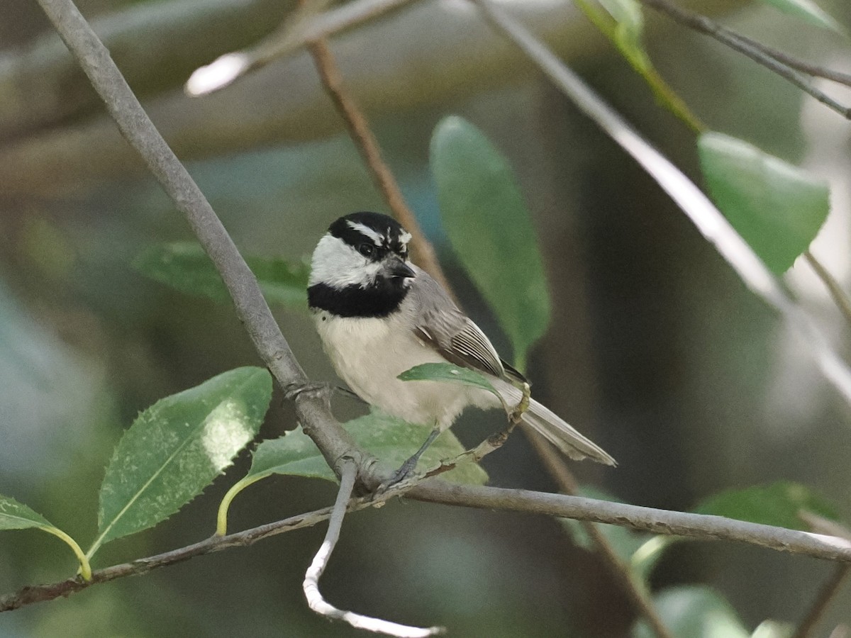 Mountain Chickadee - ML617494744