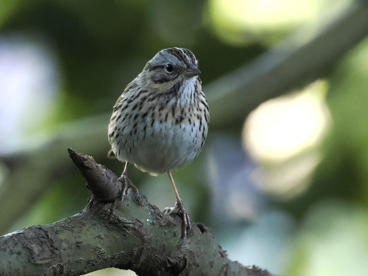 Lincoln's Sparrow - ML617494765