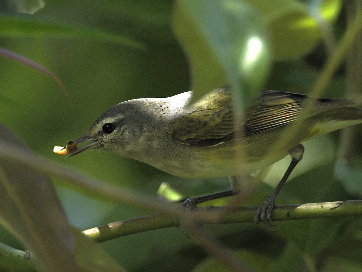 Tennessee Warbler - Robert McNab