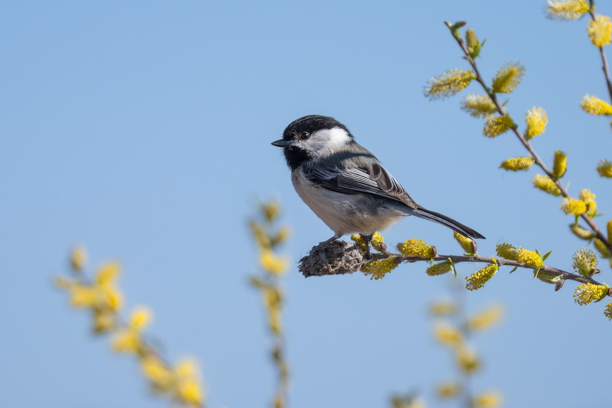 Black-capped Chickadee - Matt Saunders