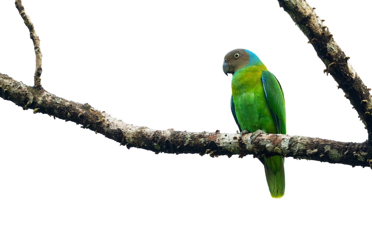 Red-cheeked Parrot - JJ Harrison