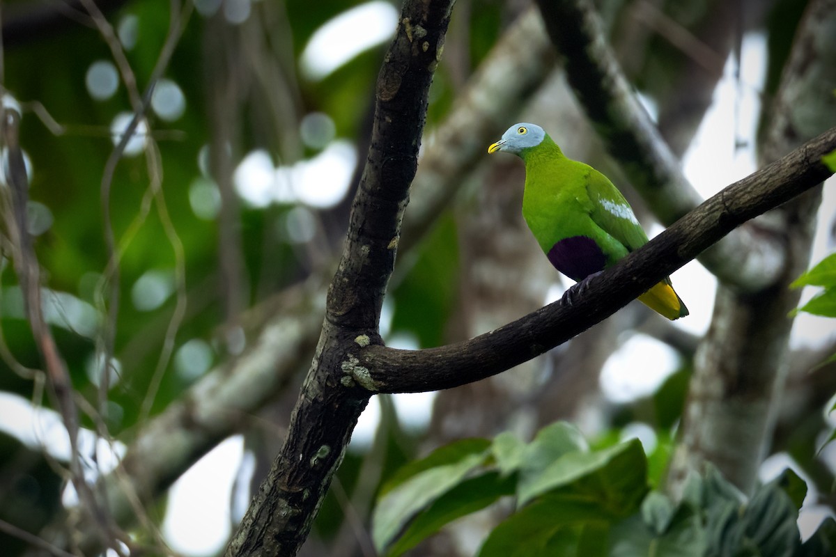 Gray-headed Fruit-Dove - ML617494807