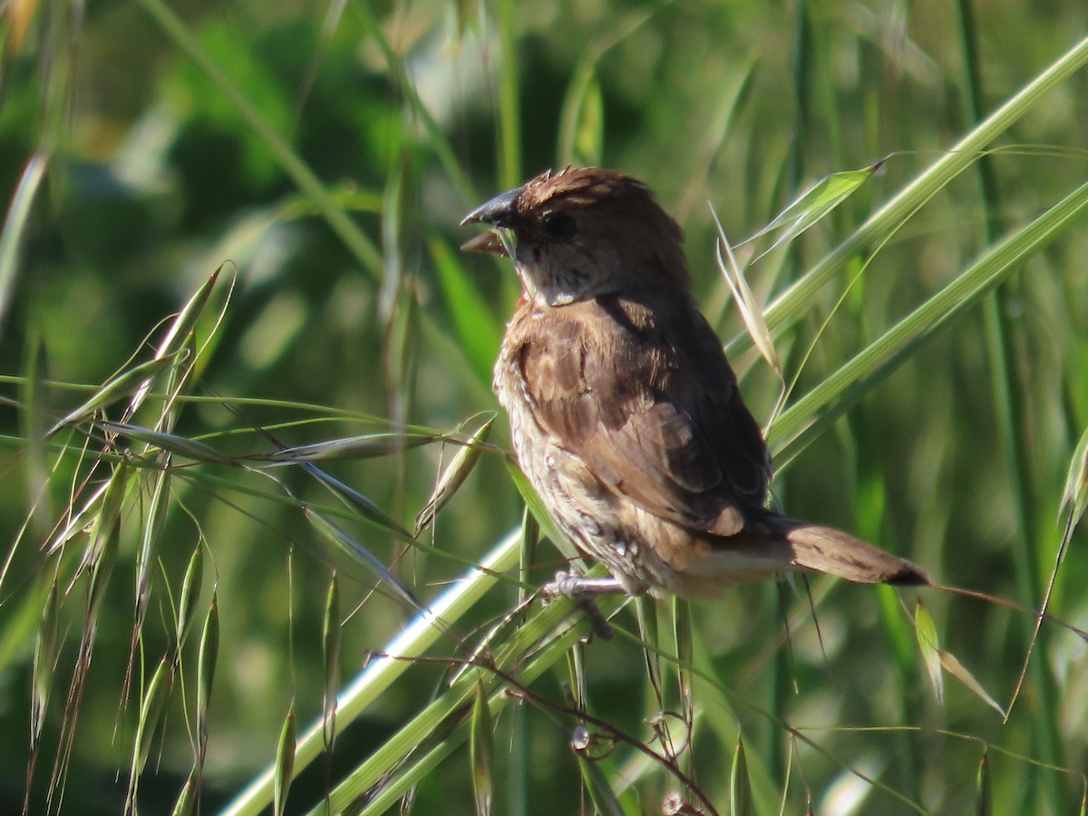 Scaly-breasted Munia - ML617494860