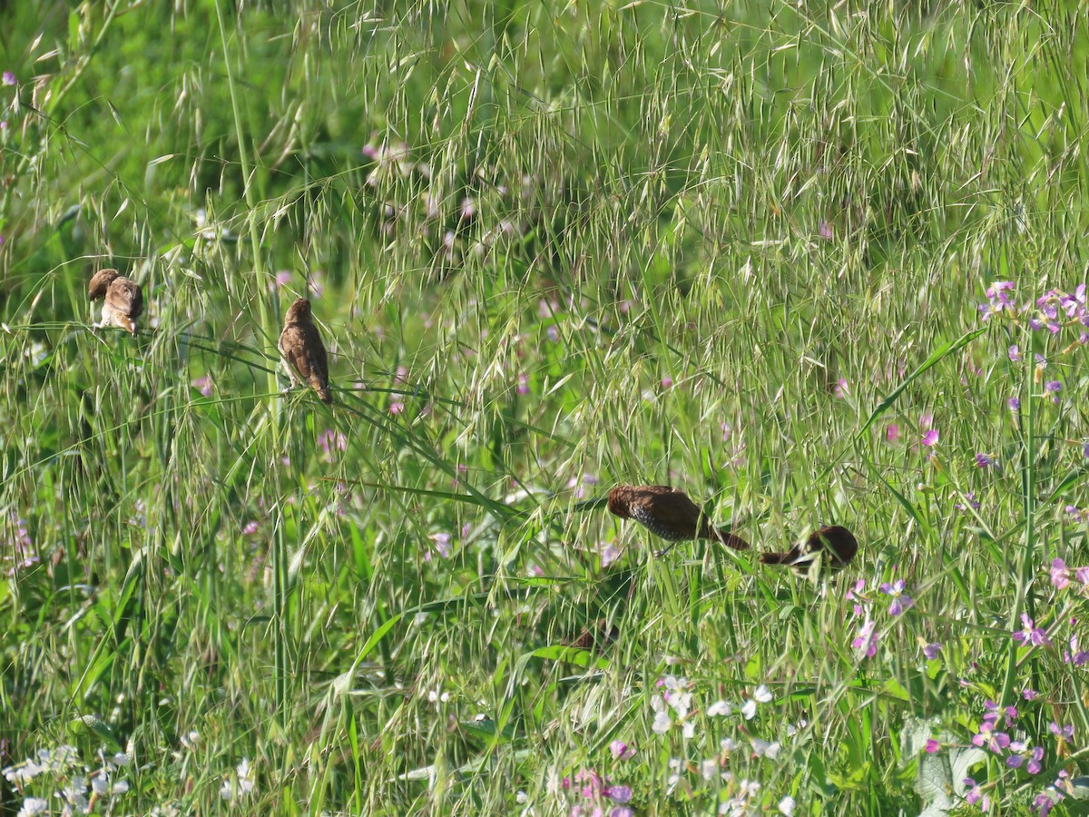 Scaly-breasted Munia - ML617494862