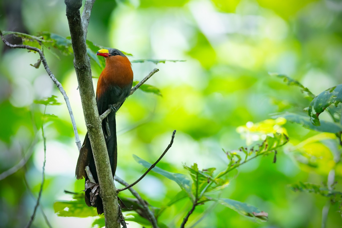 Yellow-billed Malkoha - ML617494885