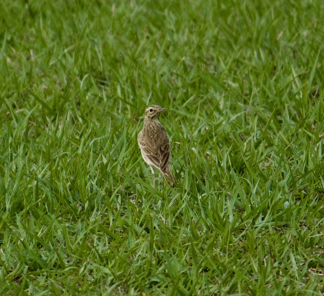 Richard's Pipit - Rupashree Shivacharada