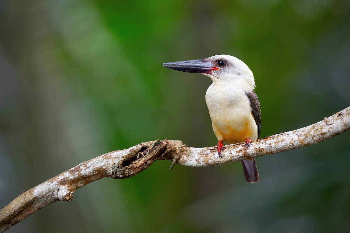 Great-billed Kingfisher - ML617494956