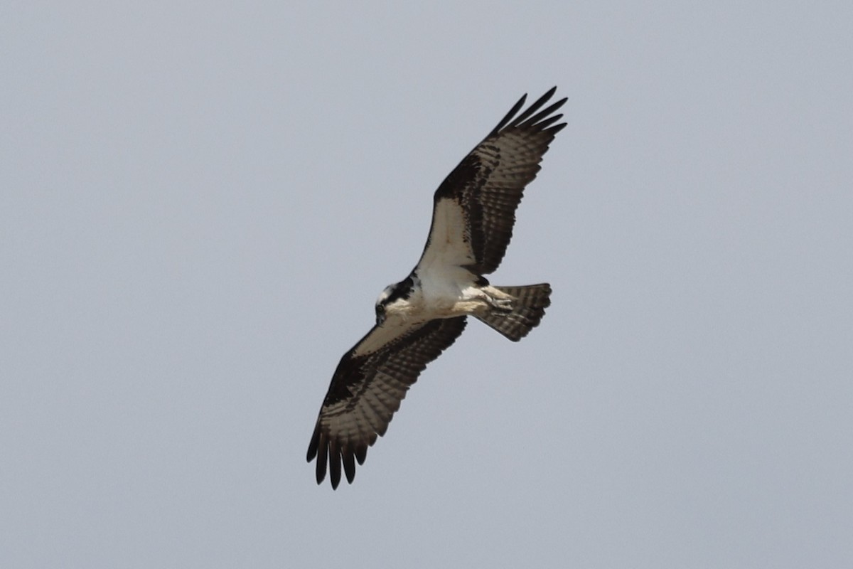 Águila Pescadora - ML617494968