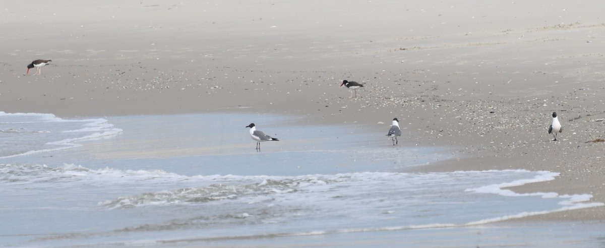 Gaviota Guanaguanare - ML617494981