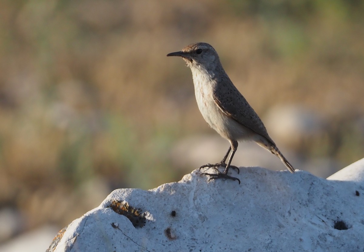 Rock Wren - ML617495042