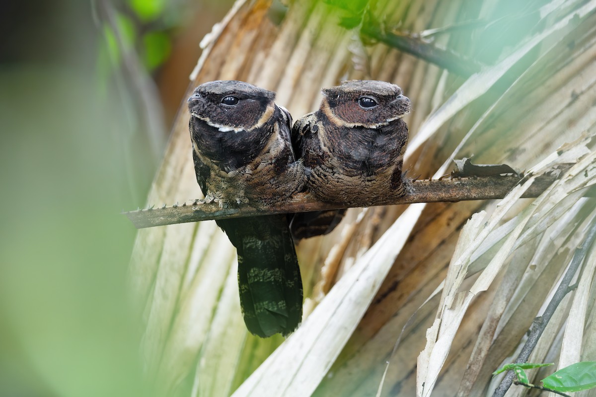 ML617495074 - Great Eared-Nightjar (Sulawesi) - Macaulay Library