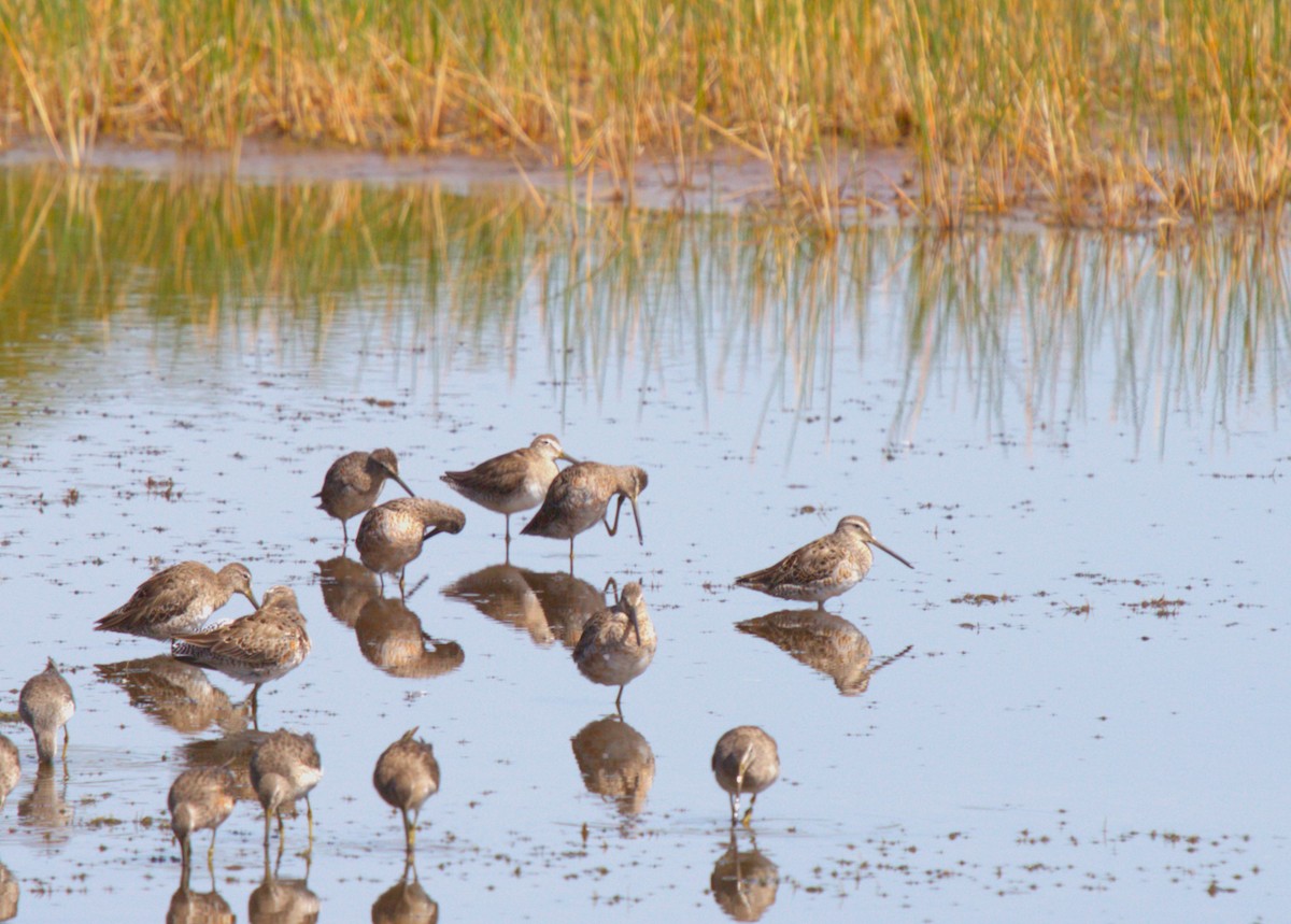 Short-billed Dowitcher - ML617495086