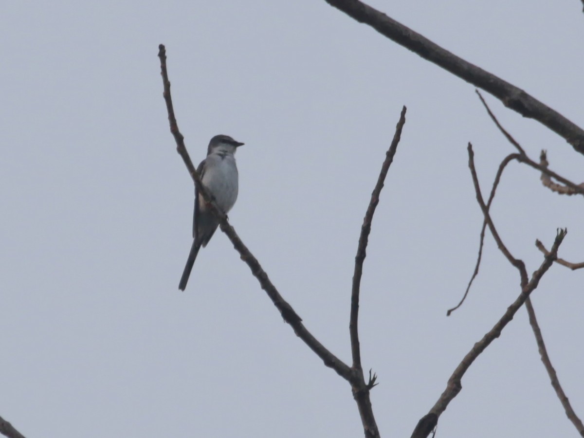 Minivet Ceniciento - ML617495117