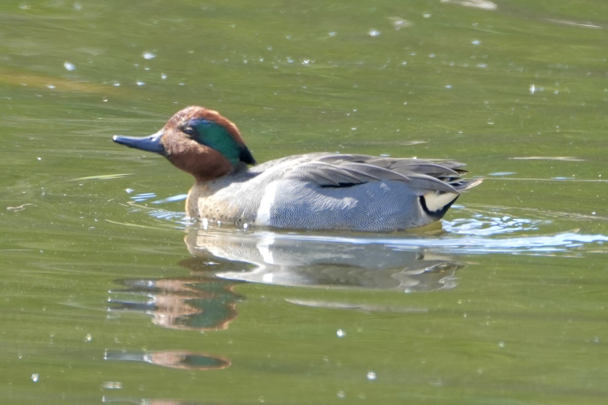 Green-winged Teal - ML617495134