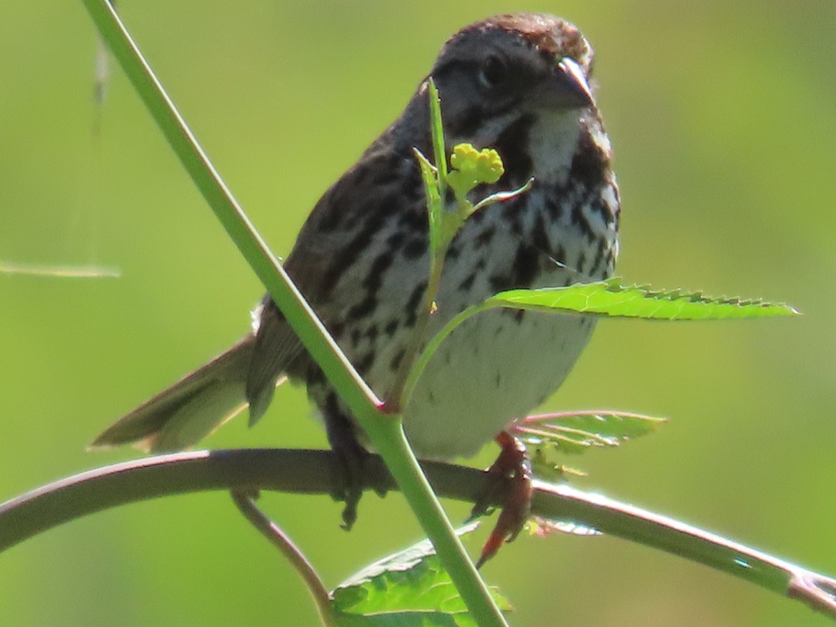 Song Sparrow - ML617495149