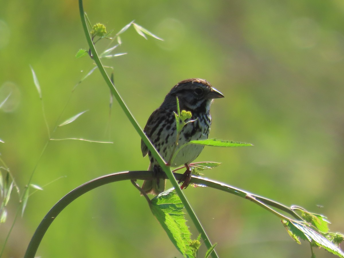 Song Sparrow - ML617495150