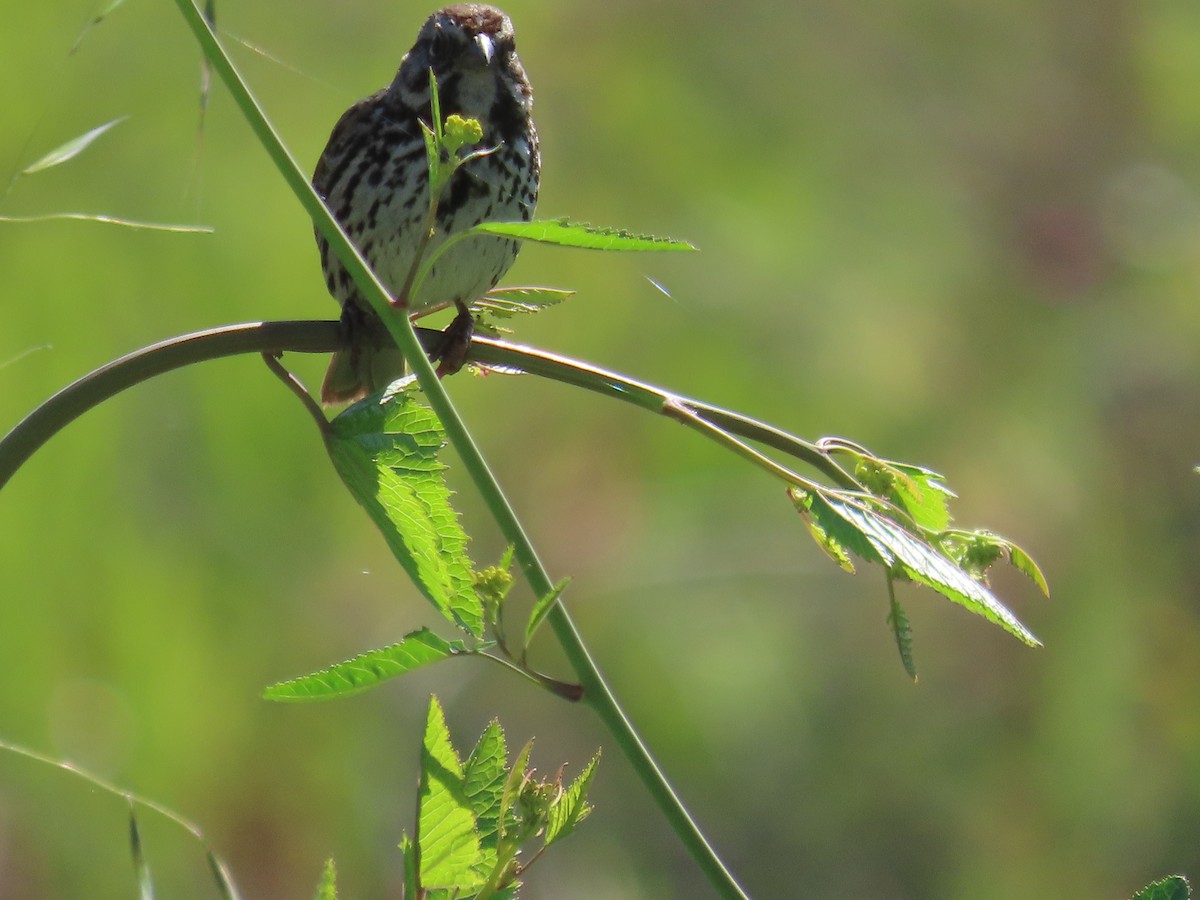 Song Sparrow - ML617495151